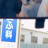 車で動物病院にやってきた犬→ふと『バックミラー』を確認したら…わかりやすい『絶望の表情』に爆笑「終わった…って顔で草」「めちゃ嫌そうｗ」