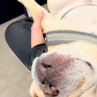 同居犬の付き添いで、動物病院にやってきた犬→『怖がるかな』と思ったら…大物すぎる『予想外の光景』が60万再生「すごい根性で草」「可愛い」
