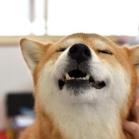 犬を『リラックス』させる方法5つ　愛犬が快適に過ごすことができる環境づくりとは？