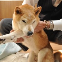 老犬が『お漏らししてしまう』4つの理由　病気の可能性や飼い主がすべき対策まで