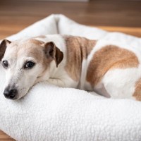 『高齢犬』が幸せに暮らすために必要なこと4つ　どんなことに気をつけたらいいの？
