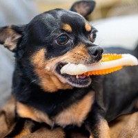 犬にとって危険な『ひとり遊び』とは？怪我や事故を引き起こす可能性も…