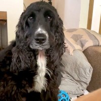 ママの隣を陣取って甘える赤ちゃん犬→兄犬が『僕の席なのに！』と不満を爆発させ…可愛すぎる『取り合い』に反響「訴える目ｗ」「大物感凄いｗ」