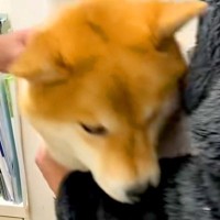病院に注射を打ちにきた犬→診察台に乗ると怖がり、パパに向かって…応援したくなる『いじらしい光景』に悶絶「可愛過ぎてムリ」「お利口さんだ」