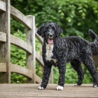 ポーチュギーズ・ウォーター・ドッグってどんな犬種？特徴と性格や飼い方・価格相場まで解説