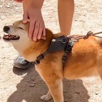 カナダの学生たちが『山で柴犬に遭遇した』結果→撫でた瞬間に…想像を超える『ナイスな反応』が33万再生「私もモフモフしたい」「嬉しそう」