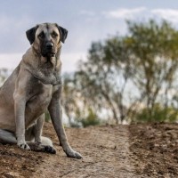 【獣医師監修】カンガル・シェパード・ドッグってどんな犬種？特徴と性格や飼い方・価格相場まで解説