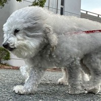 『向かい風』を受けるふわふわ犬→『追い風』になると…別犬のような『まさかの激変』が106万表示「印象違いすぎてｗｗ」「スピーカーで草」