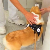 病院の診察室に自ら入っていく犬→『先生にご挨拶をした』と思ったら…まさかの『コントのような展開』が10万表示「スピード感最高」「笑った」