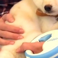 初めての病院で『不安な顔』になる子犬→3回目の通院で『また怖がるかな』と思ったら、先生に…『まさかの反応』が32万再生「全部が可愛い」