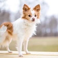 【獣医師監修】パピチワ（パピヨン×チワワ）ってどんなミックス犬？特徴や性格から飼い方・価格相場まで解説