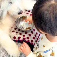 赤ちゃん『大型犬のお世話をしたい』→自分でごはんを用意して、1粒ずつ手に持って…優しさに溢れた『素敵すぎる光景』に反響「かわいい」