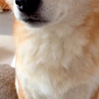 出張で海外へ行くため、犬に『玄関で待ってなくても大丈夫』と伝えた結果→寂しい顔をして…感動的な『3日ぶりの再会』が39万再生「涙が出た」