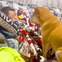 妻が『映画を見ながら寝落ちした』結果→近くにいた犬が、おててを使って…尊すぎる『気遣い』が11万再生「トントン可愛すぎ」「微笑ましい」