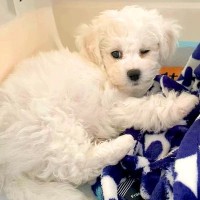 『大きくなったら5キロ程度になる』と言われた犬を飼った結果→1年7ヶ月後…思っていたのと違う『サイズ感』に反響「可愛い最高」「もふもふ」