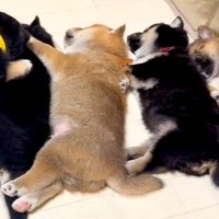 眠っている6匹の赤ちゃん犬→なぜか1匹が『真ん中で寝たい』と無理やり…とんでもなく尊い光景が40万再生「たまらない」「ずっと見てられる」