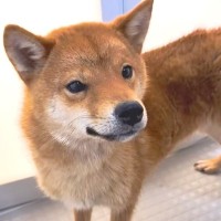 繁殖場から保護された『外の世界を知らない、痩せた犬』→すべての物事に恐怖していて…『心を開くまでの軌跡』に涙「表情が全然違う」「幸せに」