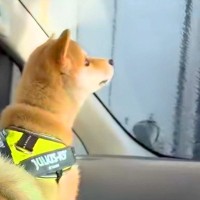 『洗車機』に入ったら、一緒に乗っていた赤ちゃん犬が…初めての経験で見せた『愛おしすぎる反応』が6万再生「大パニックｗｗ」「抱きしめたい」