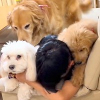『たすけてー！』孫が家に遊びに来た結果→3匹の犬に『仲間だ』と思われて…幸せ過ぎる『もみくちゃな光景』が6万再生「モテモテ」「羨ましい」