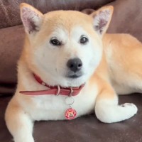 約1年前に飼い主と死別した犬→息子夫婦が引き取ったものの、不安の連続で噛みつき…愛情のあるお世話で『徐々に心を開く記録』に感動