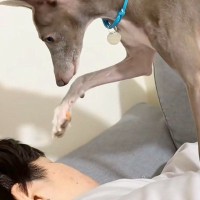 『起きてくださーい…』寝坊した犬の飼い主→ご飯の時間が遅れてしまい…おててを使った『尊すぎる行動』が78万再生「優しい子」「気遣い上手」