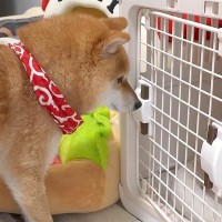 朝、4匹の犬に『ハウス』と指示した結果→1つだけ扉が閉まっていて…想定外な『まさかの光景』に反響「おもしろｗ」「めっちゃ笑ったｗｗ」