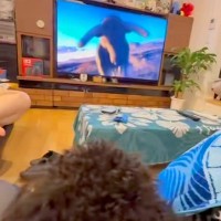 テレビで『動物が突進する映像』が流れた結果→真剣に見ていた犬が…まるで子供のような『リアクション』が87万再生「ドキドキｗ」「可愛すぎ」