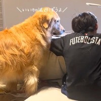 『息子が珍しく勉強を始めた』と思ったら→隣に『大型犬』がいて…絶対に勉強にならない光景が21万再生「気持ちわかるｗ」「ほんと癒される」