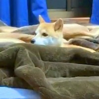 寂しがり屋の犬が寝ている間に『内緒で部屋から出た』結果…あまりにも健気な『尊すぎる行動』が15万再生「めちゃ探してる」「大好きなんだ」