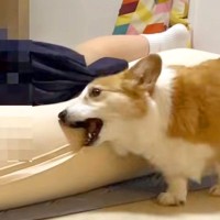 娘が学校から帰宅→気が付いた犬が、興奮しすぎて…『10時間ぶりの再会』で見せた反応が24万再生「なんて微笑ましい」「コケるの可愛すぎｗ」