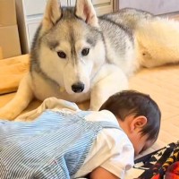 『赤ちゃんの子守り』をハスキー犬に頼んでみた結果→動き回ると、心配をして…尊すぎる光景が22万再生「本当に優しい」「はあ、たまらん」