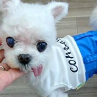 歯が一本もない繁殖犬→医者には『もう心臓がもたない』と言われ…『1日でも長く』涙が止まらない3年間の記録に「めっちゃ泣いた」「絶対幸せ」