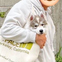 生後2ヶ月の子犬と写真撮影→1年後、同じ場所で同じように撮ってみたら…あまりにデカい『衝撃の一枚』に9万いいね「恐るべしｗ」「バグで草」