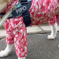 秋田犬とお出かけ中、突然『強風』が吹いた結果→ふと『顔』を見てみると…衝撃的な光景に2万いいね集まる「新種の犬ｗ」「フェイスブラシで草」