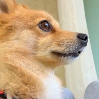 外をチェックしようと、窓際に集まる犬たち→『家を守ってくれてるな』と下を見てみると…まさかの光景に反響「パパ犠牲にｗ」「たくましい横顔」