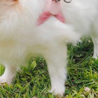 『お散歩大好きな犬』と『大嫌いな犬』→一緒に出かけたときの顔を比較したら…とんでもなく差がある表情に1万いいね「睨みすぎで草」「可愛い」