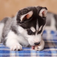 犬が『肉球を舐めてしまう』理由3つ　止めさせる方法や処置が必要な症状まで
