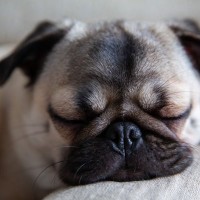 犬が『いびき』をかく原因5つ　注意すべき病気の初期症状や対処法まで