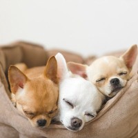 犬が『リラックスできる体勢』4選　愛犬にとっての心地よい環境づくりのコツまで