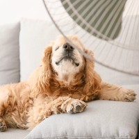 犬に絶対やってはいけない『暑さ対策』4選　逆効果となる危険行為や猛暑を乗り切る方法まで