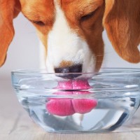 犬に水を与えるときの注意点5選　体調不良を引き起こす危険な水とは？