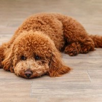 室内犬が短命になる『絶対NG行為』4選　愛犬の健康寿命を縮める危険な生活習慣とは？