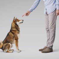 犬への『上手な叱り方』5選　長時間の説教は危険？やってはいけない絶対NG行為まで