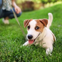 犬と公園に行ったときの『タブー行為』5選　飼い主が絶対に守るべきマナーや周りへの配慮まで