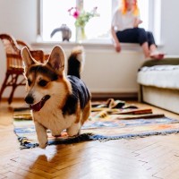 犬が家の中で『大騒ぎする』心理4つ　なぜ暴れてしまうの？おとなしくさせるコツまでご紹介