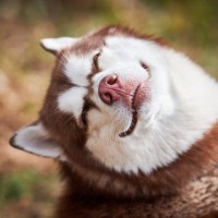 『ドジっ子な犬』の共通点4つ　天然な性格のワンコがよくみせる行動や考えられるトラブルまで