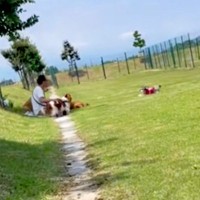 ドッグランで、知らない人を『ママだ』と勘違いした犬→勢いよく近づいた結果…気づいた瞬間の『反応速度』に爆笑「急ブレーキｗ」「お見事ｗｗ」