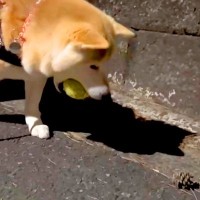 夜、ボールを咥えて散歩していた犬→途中で『松ぼっくり』を発見してしまい…わかりやすく『葛藤する光景』が130万再生「めっちゃ悩むやんｗ」