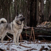 【獣医師監修】ノルウェジアン・エルクハウンド・グレーってどんな犬種？特徴と性格や飼い方・価格相場まで解説