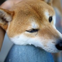 犬が飼い主の服に『スリスリしてくる』心理5つ　愛犬が体を擦りつけてくる理由とは？